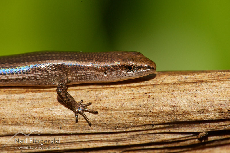 plague-skink-28251.jpg