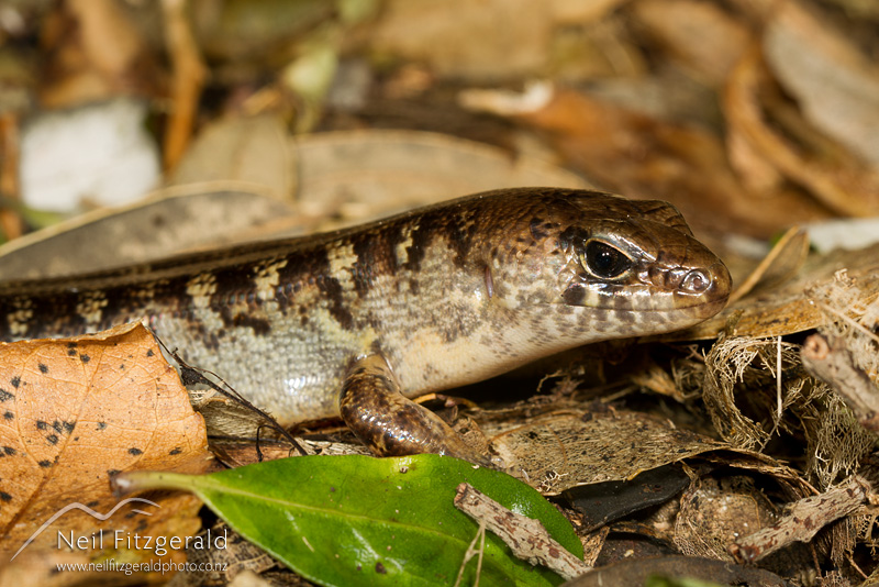 Oligosoma-alani_14919.jpg
