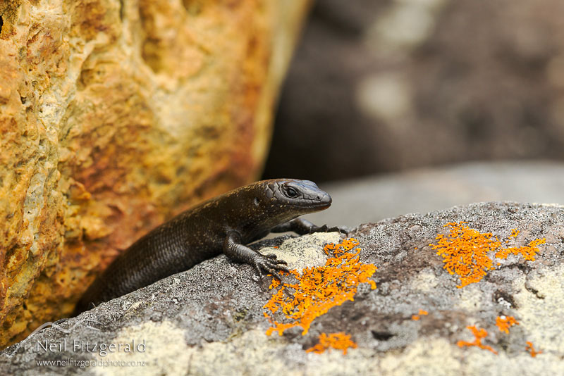 Oligosoma-smithi-16520.jpg