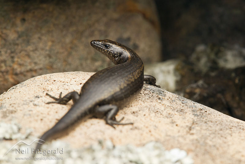Oligosoma-smithi-16604.jpg