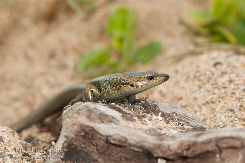 Oligosoma-smithi-23705.jpg