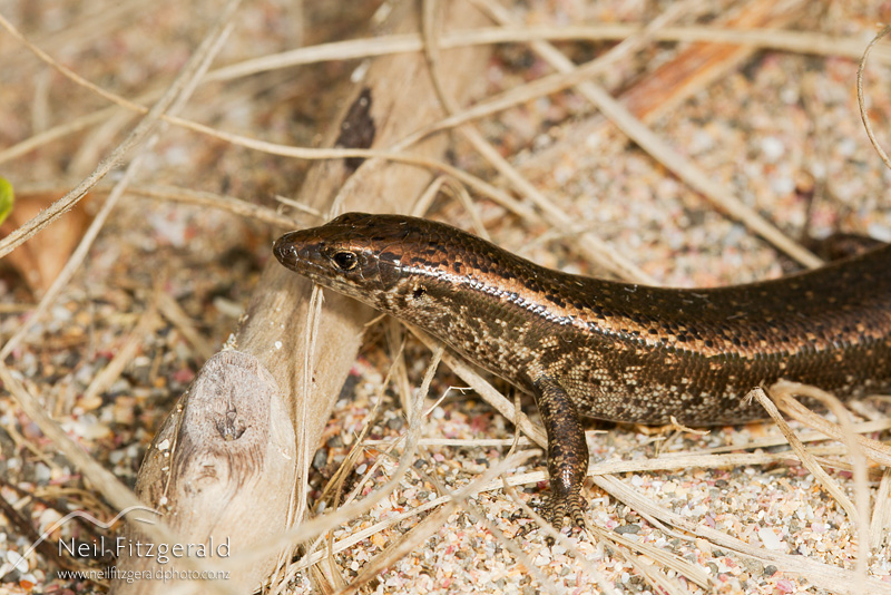 Oligosoma-smithi-23712.jpg