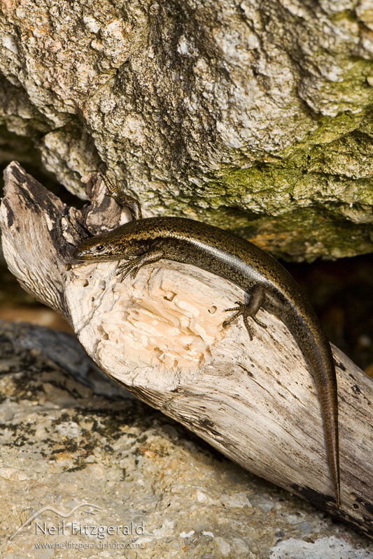 Oligosoma-smithi_10496.jpg