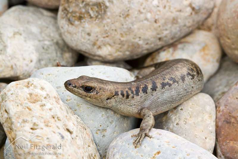 Oligosoma-suteri_10251.jpg