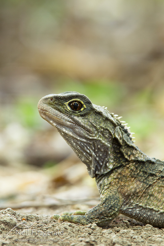 Sphenodon-punctatus-21563.jpg