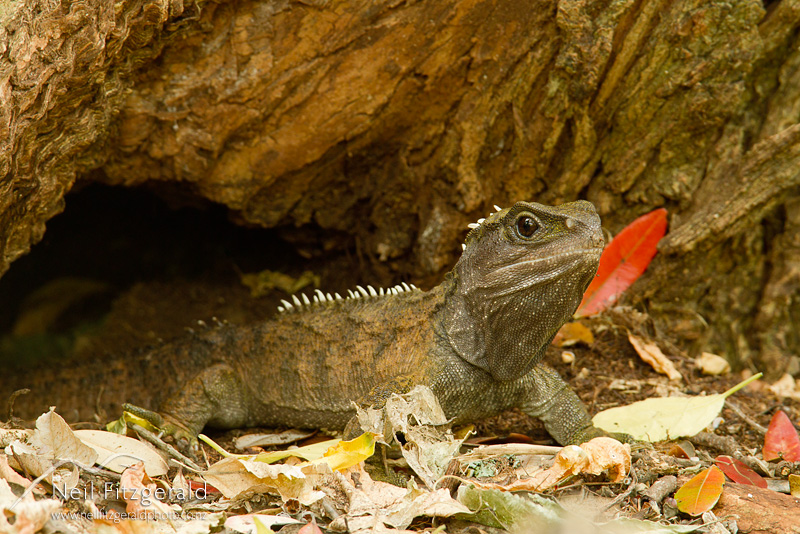 Sphenodon-punctatus-21781.jpg
