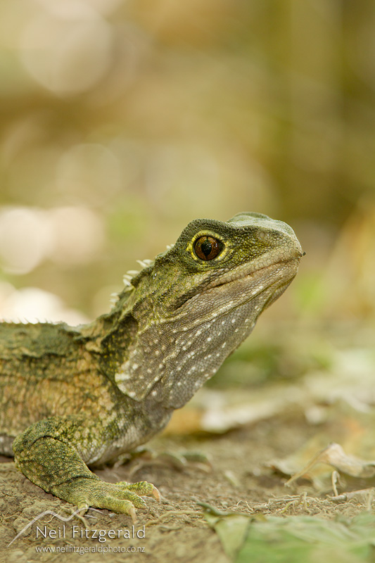 Sphenodon-punctatus-24187.jpg