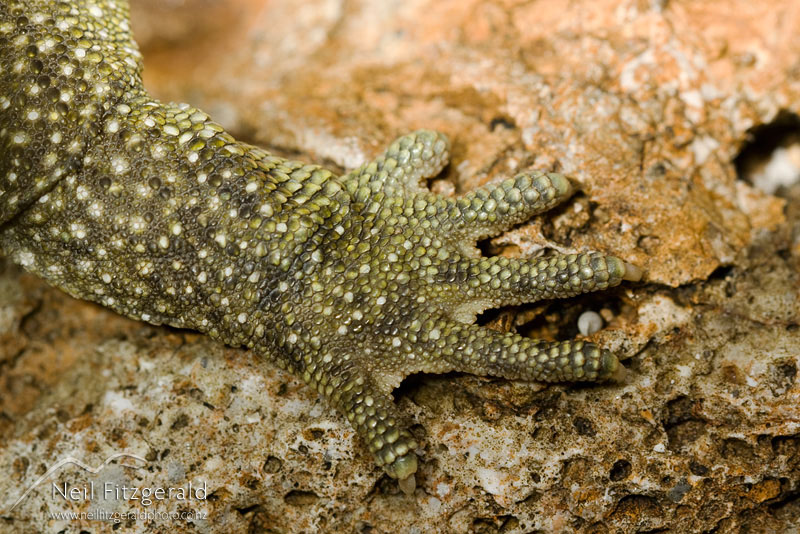 Sphenodon-punctatus_10268.jpg