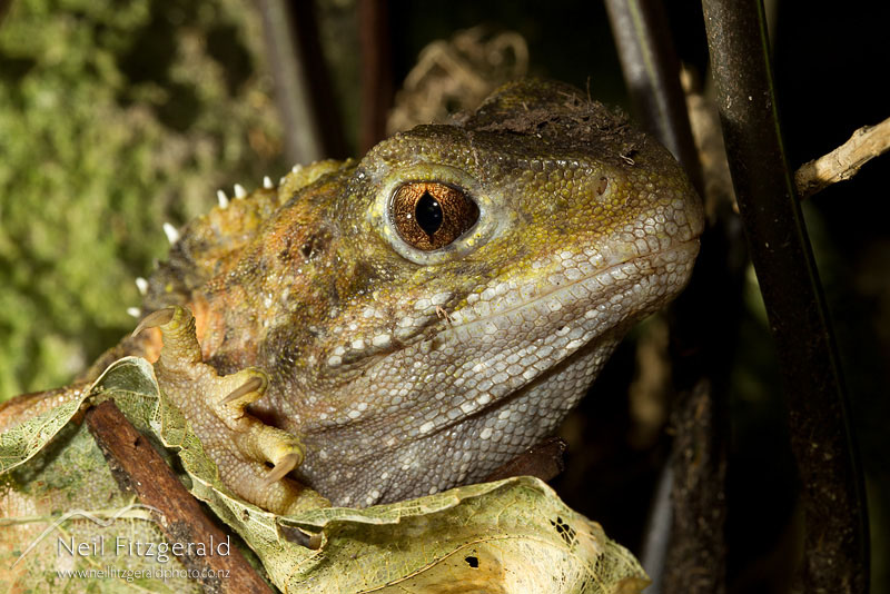 Sphenodon-punctatus_13931.jpg