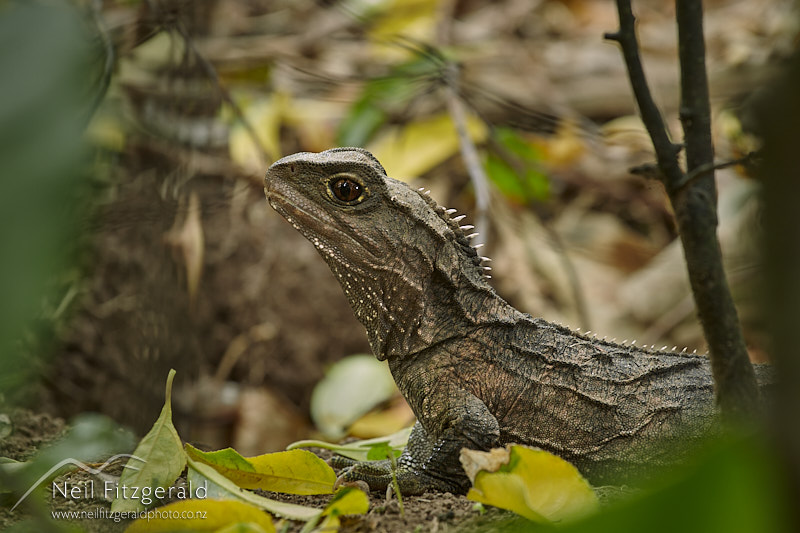 tuatara-25818.jpg