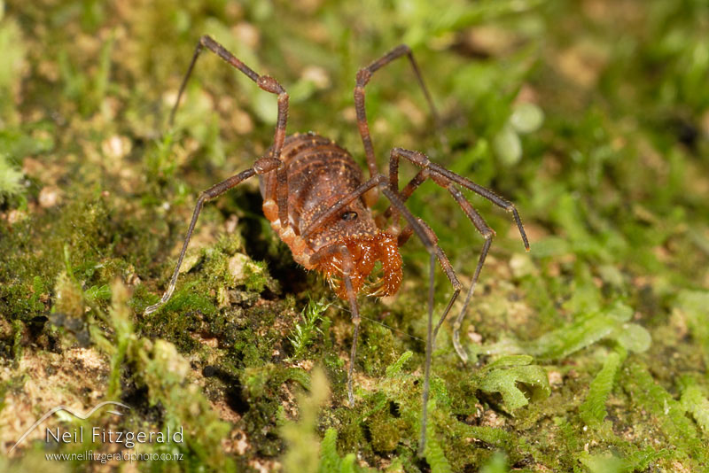 harvestman_3742.jpg