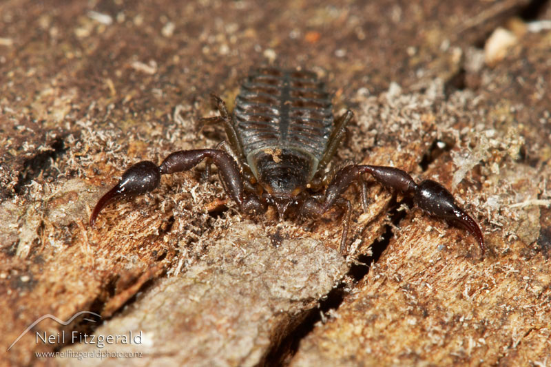 false-scorpion_7157.jpg