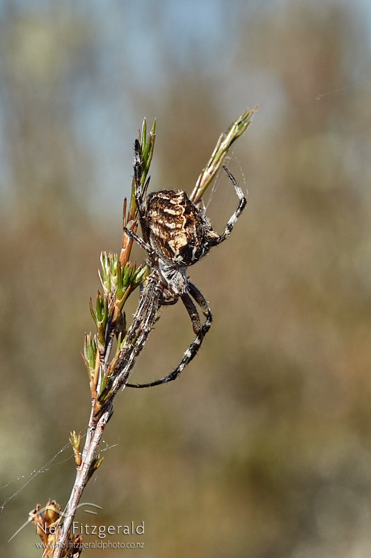 Backobourkia-brouni-27525.jpg