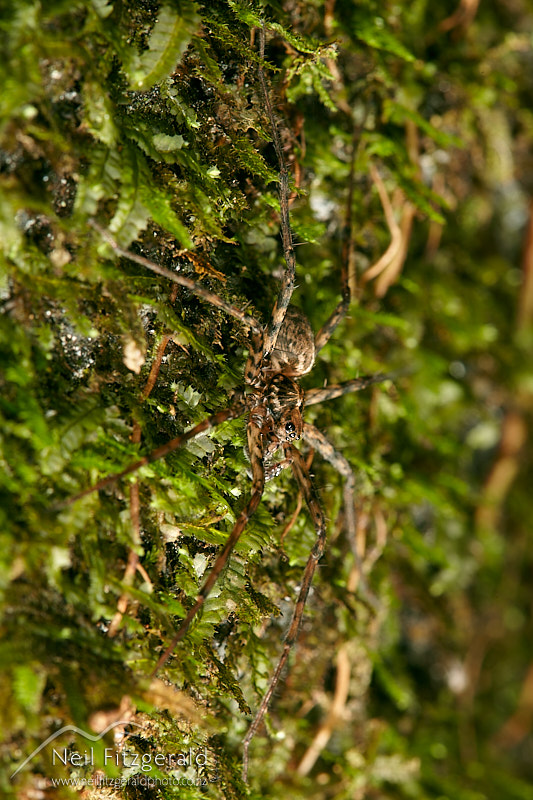 Cycloctenus-25854.jpg