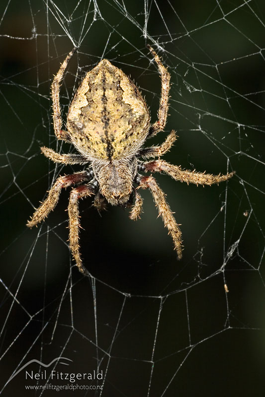 Eriophora-pustulosa_2330.jpg