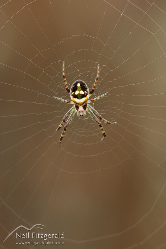 Orbweb-spider_0777.jpg