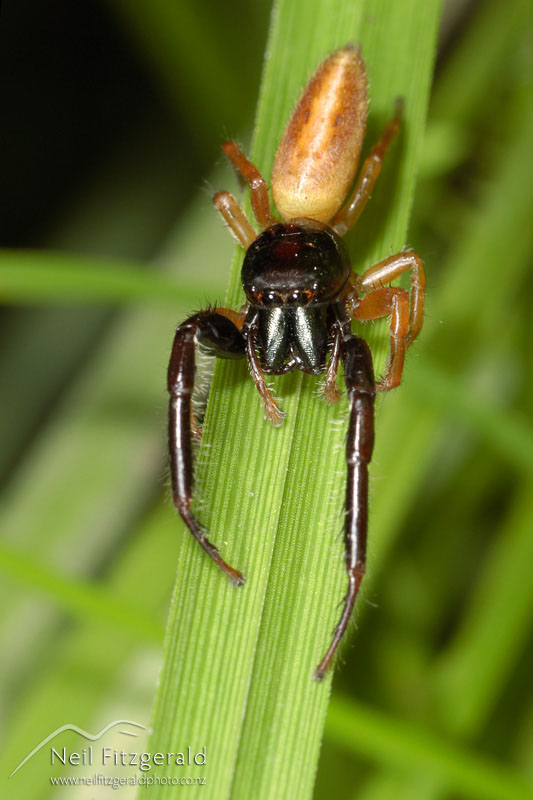 Trite-planiceps_1434.jpg