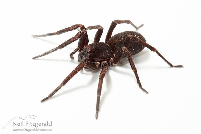 Uliodon-27650.jpg