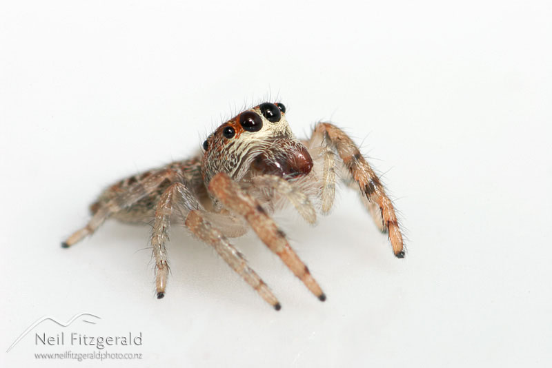 jumping-spider_3477.jpg