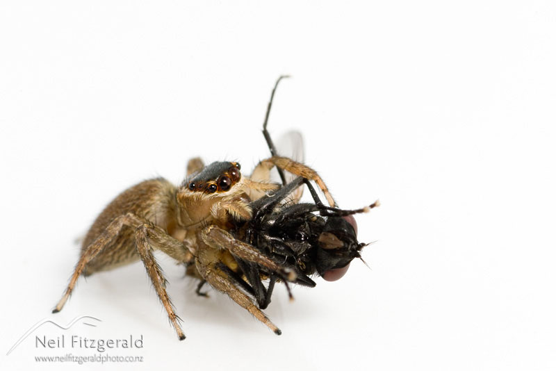 jumping-spider_3688.jpg