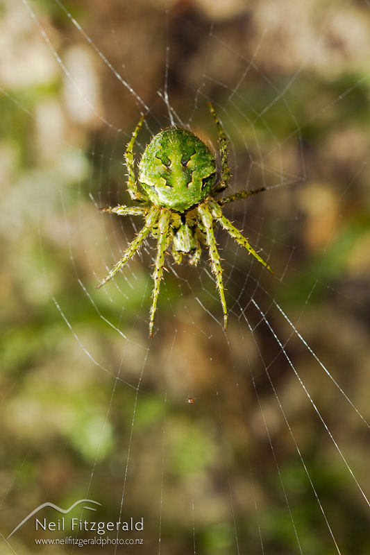 spider_20424.jpg