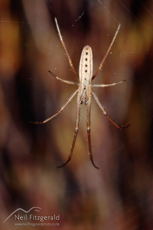 spider_3608.jpg