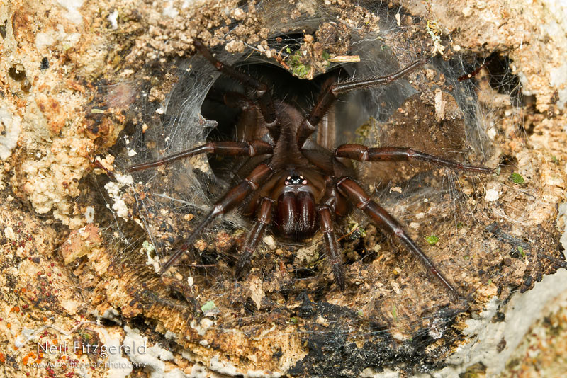 tunnelweb_13827.jpg