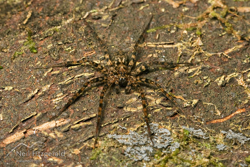 wolf-spider_4795.jpg