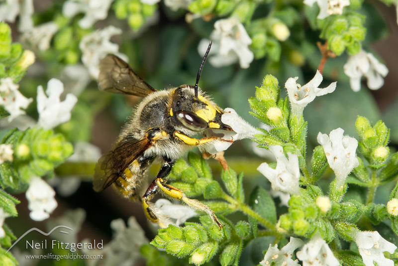 Anthidium-manicatum-24535.jpg