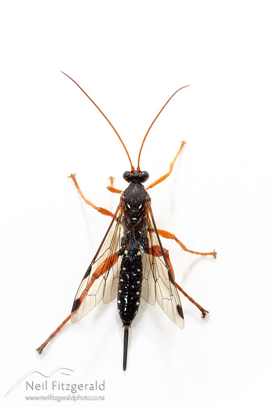 Echthromorpha-intricatoria-27634.jpg