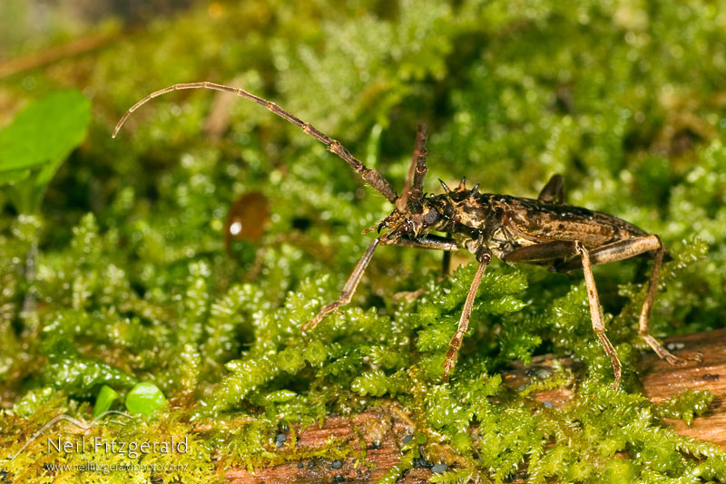 Blosyropus-spinosus_4870.jpg