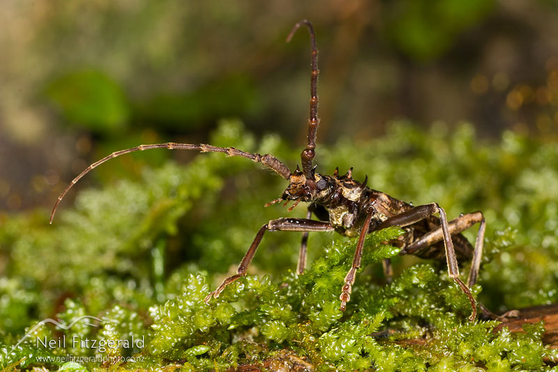 Blosyropus-spinosus_4873.jpg