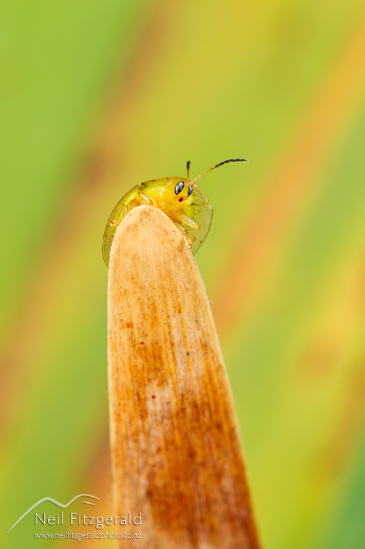 Cassida-compuncta-22283.jpg