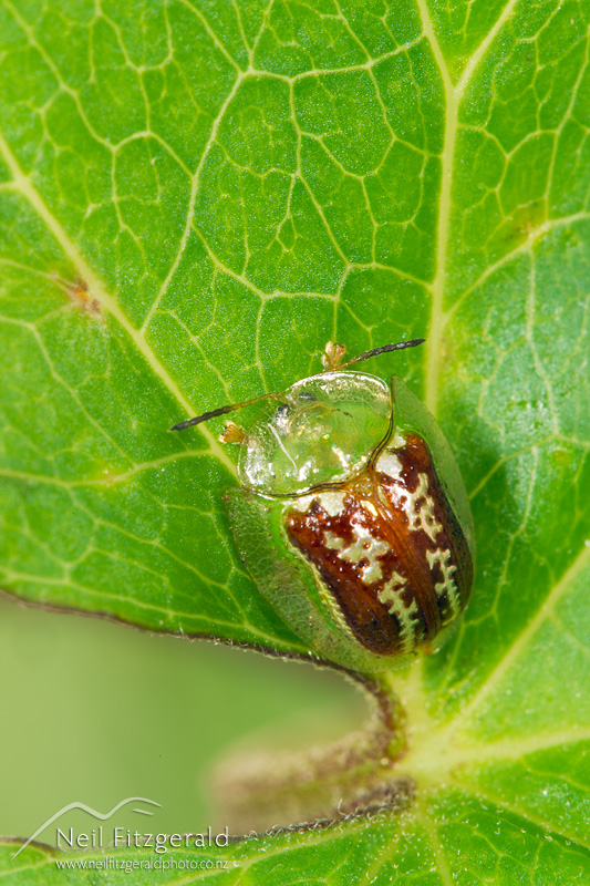 Cassida-compuncta-22310.jpg