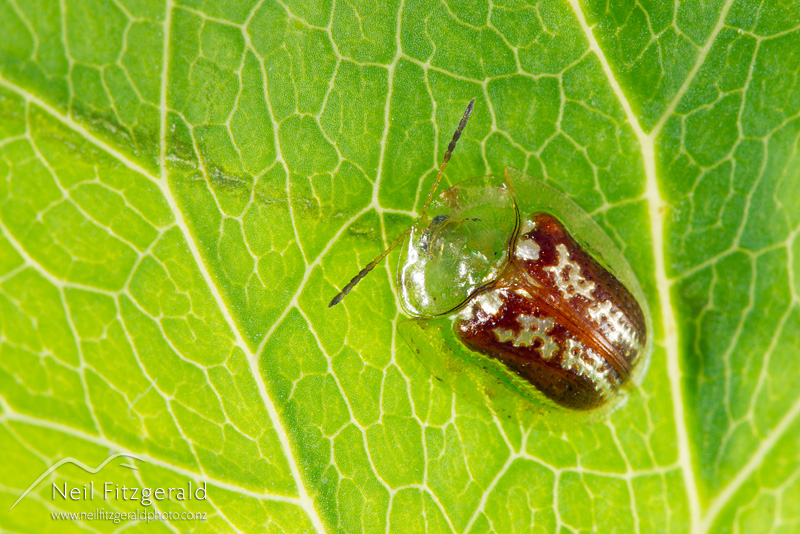 Cassida-compuncta-22312.jpg