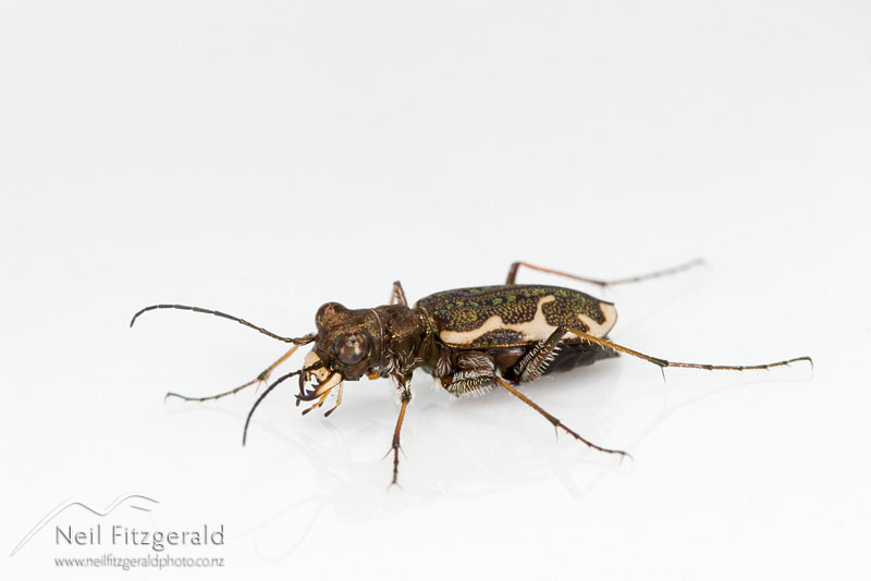 Cicindela-tuberculata_6919.jpg