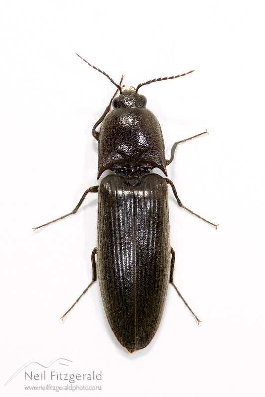 Conoderus-exsul-25377.jpg