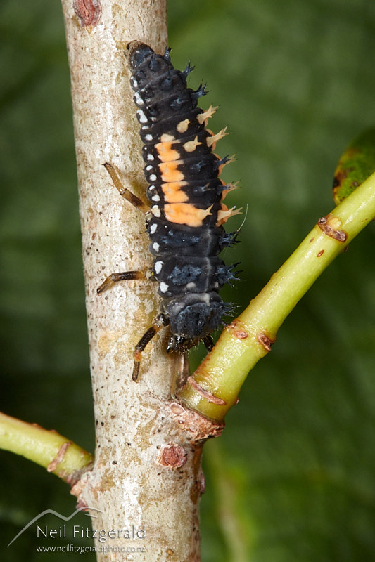 Harmonia-axyridis-27334.jpg