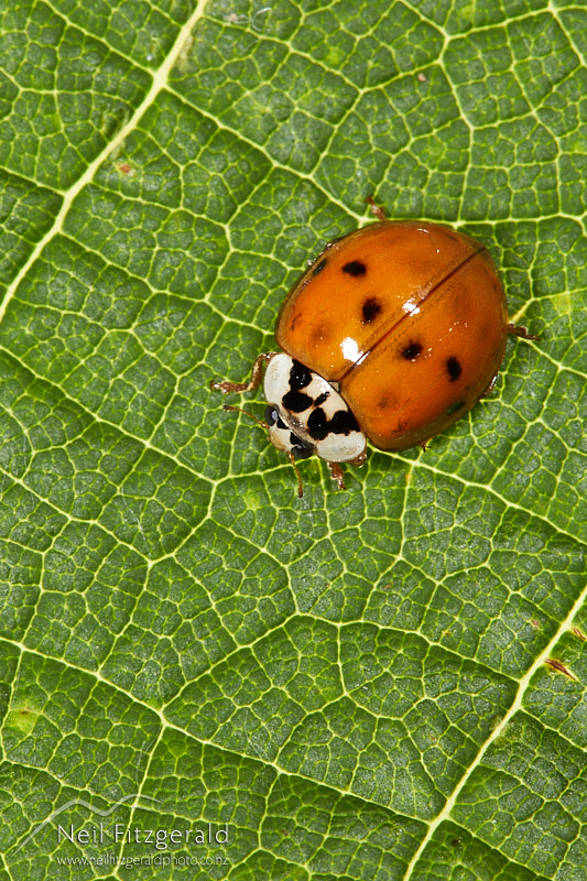 Harmonia-axyridis-27357.jpg