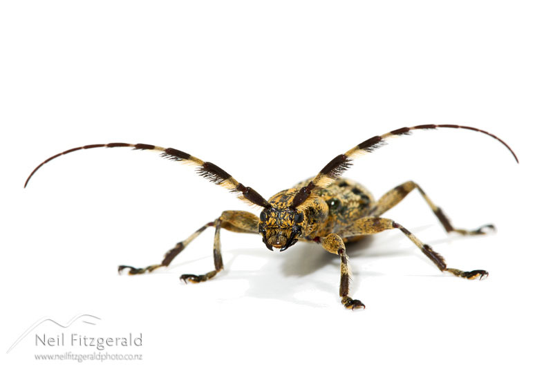Hexatricha-pulverulenta_13332.jpg