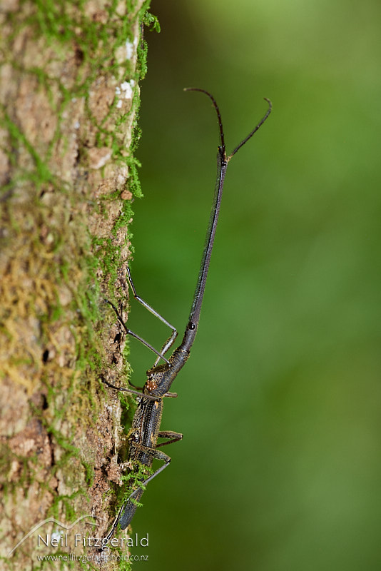 Lasiorhynchus-barbicornis-27406.jpg