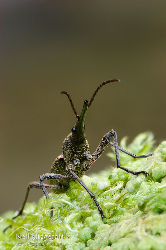 Lasiorhynchus-barbicornis_6808.jpg