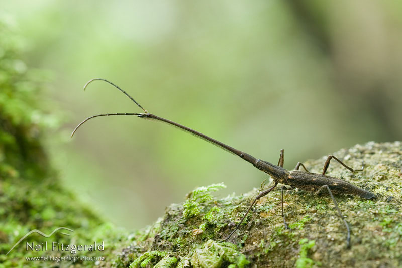 Lasiorhynchus-barbicornis_6834.jpg