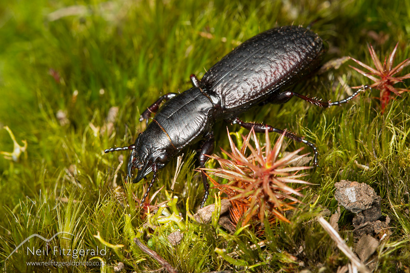 Mecodema-crenaticolle-25388.jpg