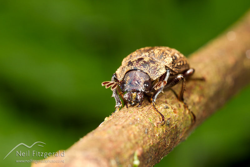Mitophyllus-parrianus_13831-1.jpg