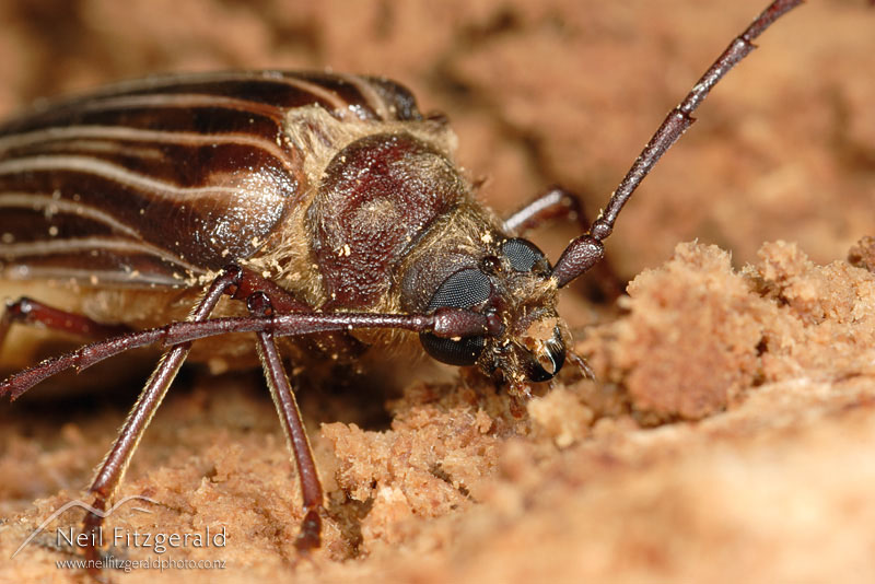 Prionoplus-reticularis_1354.jpg
