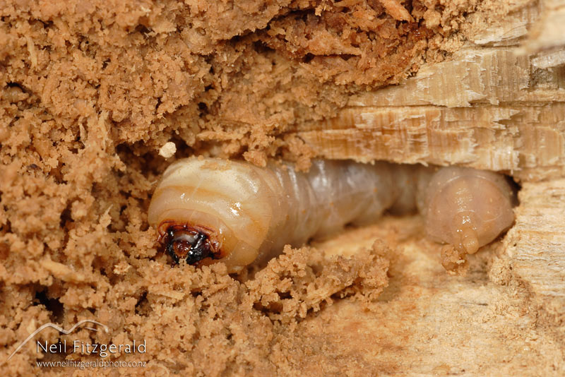 Prionoplus-reticularis_1359.jpg
