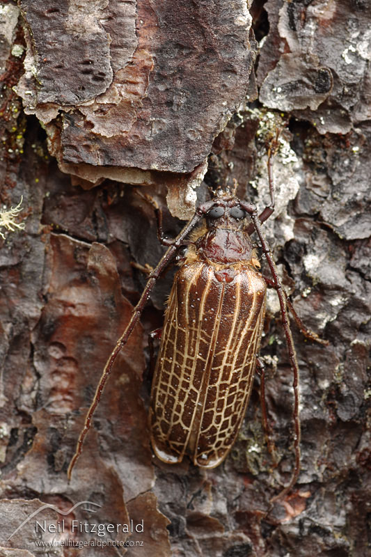 Prionoplus-reticularis_1439.jpg
