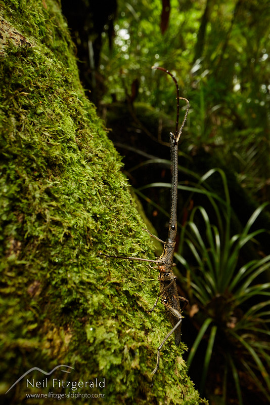 giraffe-weevil-27220.jpg