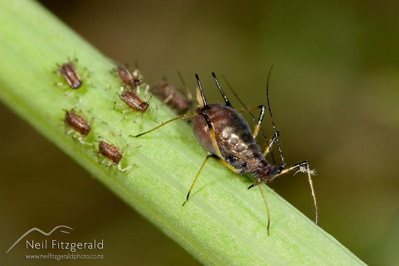 Aphid_1227.jpg